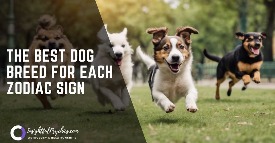 dogs running toget in a park. dog breed based on your zpdiac sign